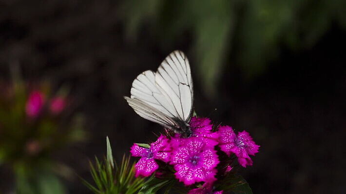 식물 계절 꽃 야생동물 컬러 나비 곤충 꽃무늬 자연 초원 사람없음 초록색 여름 보라색 봄 벚꽃 흰색 점 카네이션 내추럴 MOV 해외동영상 클립영상 동물 무늬 생태계 동영상 파일형식