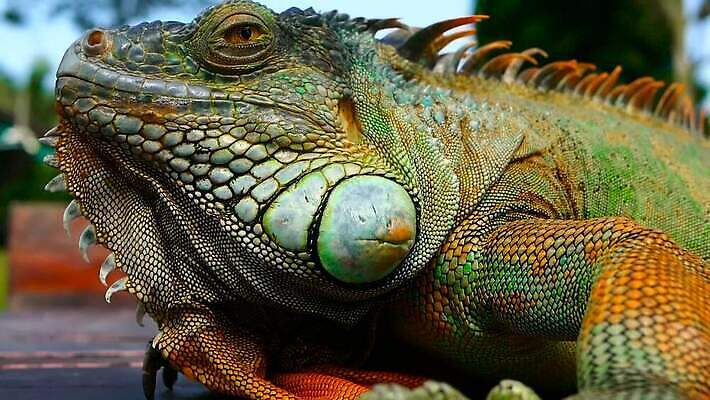 나무 동물 척추동물 1 응시 얼굴 야생동물 컬러 포즈 백그라운드 신체 파충류 자연 저울 사람없음 야외 초록색 여름 반려동물 컬러풀 태양 머리 환경 미국 활발 용 피부 묘사 싱글 도마뱀 육식동물 이구아나 스파이크 고립 동물상 이국적 오싹 MOV 해외동영상 클립영상 자연요소 식물 시선 계절 컨셉 북아메리카 신체부위 조형물 생태계 동영상 파일형식