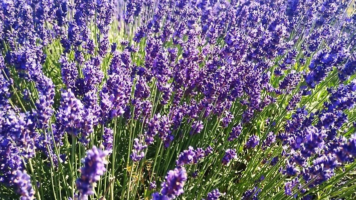 식물 꽃 유럽 컬러 밭 자연 하늘 사람없음 농장 정원 맑음 보라색 프랑스 시골 신선 개화 허브 제비꽃 향수 향기 라벤더 내추럴 프로방스 4K MOV 해외동영상 클립영상 나라 농업 날씨 화장품 생태계 냄새 동영상 파일형식