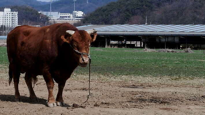 동물 남자 아시아 밧줄 음식 이동 밭 농업 포유류 자연 한국 뿔 서기 사람없음 야외 농장 갈색 가축 힘 목장 운전 시골 반지 소 큼 싱글 황소 코 밭일 혼자 반추동물 미니멀 4K MOV 해외동영상 클립영상 나라 산업 줄 컬러 컨셉 장신구 모션 사람 신체부위 크기 생태계 동영상 파일형식