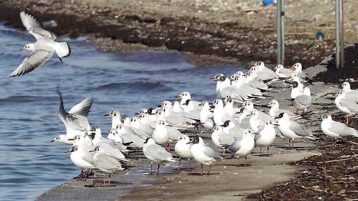 동물 구름 커플 모래 파도 바다 백그라운드 날개 자연 갈매기 조류 지붕 사랑 사람없음 물 여름 파란색 모래사장 맑음 자유 그룹 기다림 깃털 생물학 부리 내추럴 양발 많음 플로리다 4K MP4 해외동영상 클립영상 자연요소 계절 교육 감정 컬러 컨셉 관계 모션 날씨 미국 생태계 동영상 파일형식