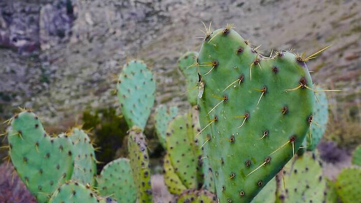 나무 식물 꽃 여행 백그라운드 자연 날씨 선인장 건조 풍경 사람없음 초록색 물 여름 사막 뜨거움 가시 척추 날카로움 애리조나 내추럴 뉴멕시코 다육식물 4K MP4 해외동영상 클립영상 자연요소 계절 컬러 뼈 미국 생태계 동영상 파일형식