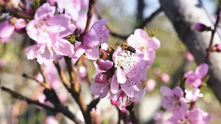 나무 식물 계절 꽃잎 꽃 분홍색 컬러 백그라운드 잎 꽃무늬 자연 하늘 사람없음 야외 초록색 여름 정원 일본 봄 성장 벚꽃 흰색 나뭇가지 신선 개화 체리 벌 묘사 내추럴 MOV 해외동영상 슬로모션 클립영상 아시아 곤충 무늬 과일 촬영기법 생태계 동영상 파일형식