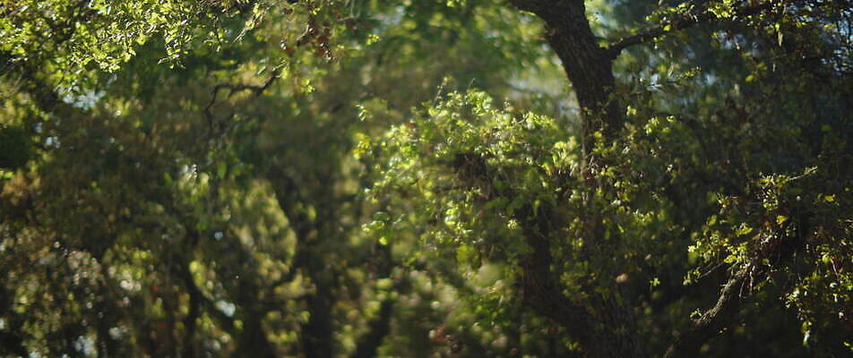 나무 공원 백그라운드 잎 자연 사람없음 초록색 햇빛 태양 정원 맑음 광선 나뭇가지 숲 부드러움 블러효과 4K MOV 해외동영상 슬로모션 클립영상 자연요소 식물 공공시설 컬러 날씨 촬영기법 감각 생태계 동영상 블러 파일형식 효과