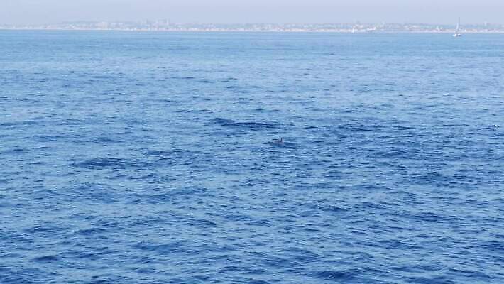 동물 야생동물 파도 바다 여행 백그라운드 장난 포유류 자연 놀이 표면 휴가 사람없음 야외 물 여름 파란색 점프 수영 미국 자유 관찰 보트 그룹 황무지 고래 속도 캘리포니아 태평양 남쪽 꼬투리 동물상 뱃놀이 파라다이스 4K 오션사이드 MP4 해외동영상 클립영상 자연요소 계절 컬러 컨셉 북아메리카 배_교통 모션 조형물 전통놀이 수중동물 수상스포츠 방향 생태계 동영상 파일형식