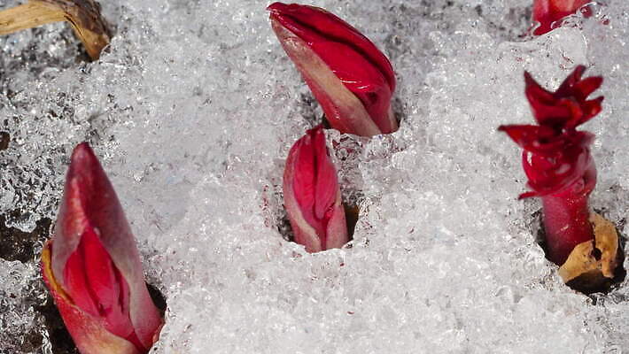 식물 계절 백그라운드 겨울 밭 자연 날씨 따뜻함 초원 사람없음 야외 초록색 물 빛 태양 새싹 냉동 얼음 봄 흰색 녹음 닫기 시원함 땅 유기농 서리 내추럴 작약 4K MOV 해외동영상 클립영상 자연요소 웰빙 꽃 컬러 농업 모션 기록 생태계 동영상 파일형식