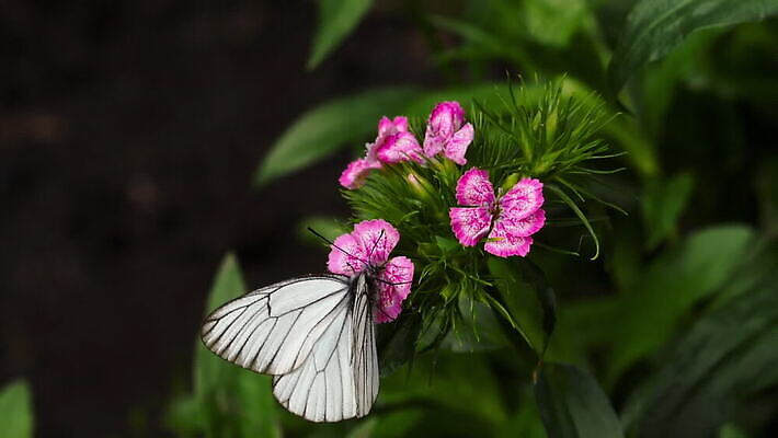 식물 계절 꽃 야생동물 컬러 나비 곤충 꽃무늬 자연 초원 사람없음 초록색 여름 보라색 봄 벚꽃 흰색 점 카네이션 내추럴 MOV 해외동영상 클립영상 동물 무늬 생태계 동영상 파일형식