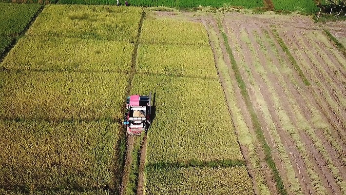식물 산업 선 백그라운드 패턴 밭 농업 공장 자동차 태국 자연 씨앗 풍경 사람없음 초록색 농작물 농장 농경지 기계 흙 운전 수확 시골 작업 땅 질감 회전 날것 탱크 트랙터 엔진 밀짚 내추럴 돌리기 드론 땅바닥 전력질주 조감도 줄서기 4K MOV 해외동영상 클립영상 아시아 육상교통 컬러 무늬 공업 모션 바닥 짚 농기계 생태계 특수차량 동영상 파일형식