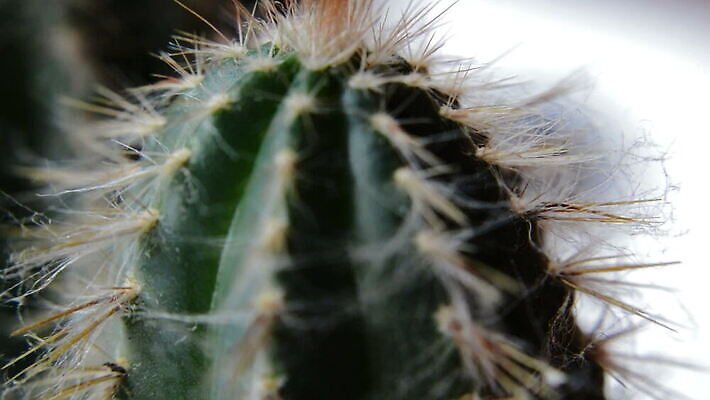 식물 꽃 화초 백그라운드 잎 꽃무늬 자연 선인장 사람없음 장식 초록색 정원 고통 사막 성장 벚꽃 가시 닫기 위험 갈증 오브젝트 질감 날카로움 가뭄 스파이크 다육식물 이국적 그리너리 MOV 해외동영상 클립영상 감정 컬러 컨셉 무늬 모션 날씨 생태계 동영상 파일형식 트랜드컬러