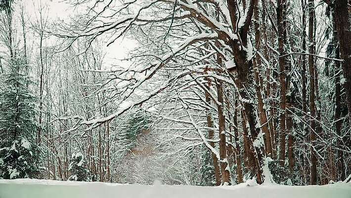 나무 식물 계절 공원 도로 여행 백그라운드 크리스마스 겨울 자연 아침 날씨 휴가 요정 풍경 사람없음 야외 빛 햇빛 농장 환경 냉동 얼음 추위 흰색 신선 숲 12월 서리 북쪽 눈보라 내추럴 가문비나무 MOV 해외동영상 클립영상 주간 자연요소 공공시설 기념일 길 컬러 농업 교통시설 눈_날씨 태양 날짜 방향 생태계 동영상 파일형식