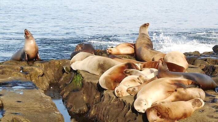 야생동물 새끼 바다 자연 생물 사람없음 귀여움 미국 바위 잠 황무지 강아지 편안함 물개 환경보전 낮잠 캘리포니아 태평양 송아지 기어가기 산티아고 서쪽 식민지 많음 4K MP4 해외동영상 클립영상 동물 컨셉 북아메리카 포유류 모션 반려동물 바다동물 돌_바위 감각 소 개 방향 사회이슈 생태계 동영상 파일형식