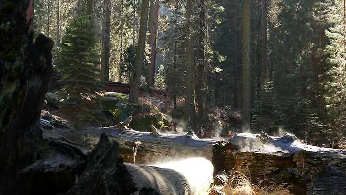 나무 자연 아침 국립공원 사람없음 햇빛 태양 여행객 미국 트래킹 하이킹 습기 안개 광선 소나무 황무지 분위기 떨어짐 보호 수증기 숲 큼 신비 환경보전 생태계 침엽수 거인 삼림지대 요세미티국립공원 4K MP4 해외동영상 클립영상 주간 자연요소 식물 공원 컨셉 북아메리카 레저 날씨 사람 크기 사회이슈 캘리포니아 동영상 파일형식