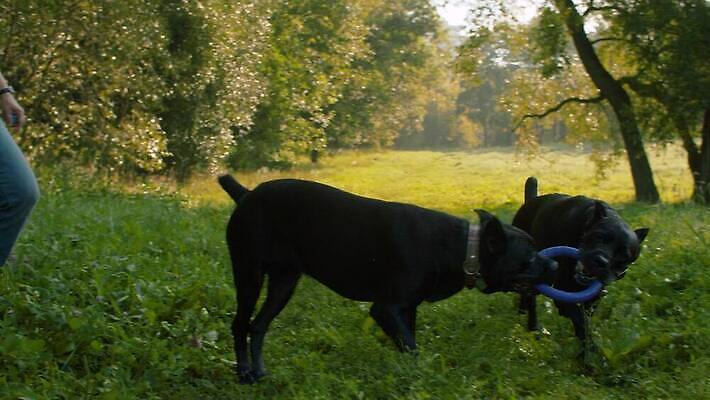 나무 동물 공원 여자 행복 2 밭 자연 놀이 함께함 사랑 사람 사람없음 야외 초록색 친구 반려동물 달리기 귀여움 맑음 검은색 우정 개 주인 송곳니 내추럴 돌봄 복종 충실 4K MOV 해외동영상 클립영상 식물 공공시설 감정 컬러 컨셉 농업 포유류 관계 모션 날씨 치아 생태계 동영상 파일형식