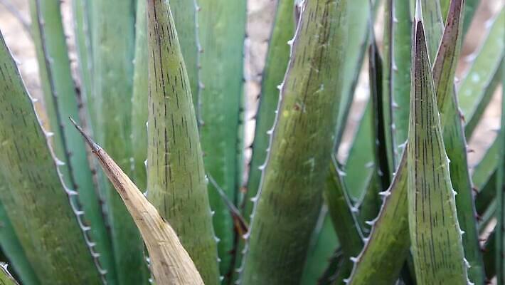 나무 식물 꽃 여행 백그라운드 자연 날씨 선인장 건조 사람없음 초록색 물 사막 뜨거움 가시 척추 날카로움 애리조나 내추럴 뉴멕시코 다육식물 4K MP4 해외동영상 클립영상 자연요소 컬러 뼈 미국 생태계 동영상 파일형식