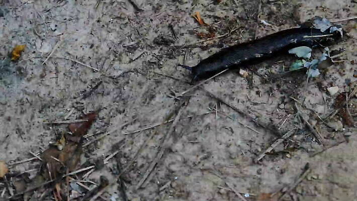 동물 야생동물 모래 백그라운드 잎 모션 자연 연체동물 사람없음 초록색 여름 갈색 흙 나뭇가지 닫기 작음 땅 달팽이 먼지 덮기 느림 동영상 땅바닥 민달팽이 끈적임 MOV 해외동영상 클립영상 나무 식물 계절 컬러 바닥 무척추동물 크기 생태계 파일형식 달팽이_동물