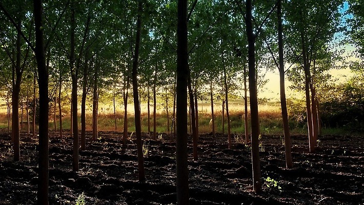 나무 계절 공원 컬러 백그라운드 이동 잎 자연 아침 그림자 풍경 사람없음 야외 목재 초록색 여름 빛 햇빛 태양 걷기 일출 환경 침묵 봄 새벽 하이킹 안개 광선 가을 나뭇가지 시골 숲 신비 오솔길 장면 공상 마법 삼림지대 비어있는 4K MP4 해외동영상 클립영상 주간 자연요소 식물 공공시설 길 컨셉 재료 모션 레저 날씨 노을 소리 생태계 동영상 파일형식