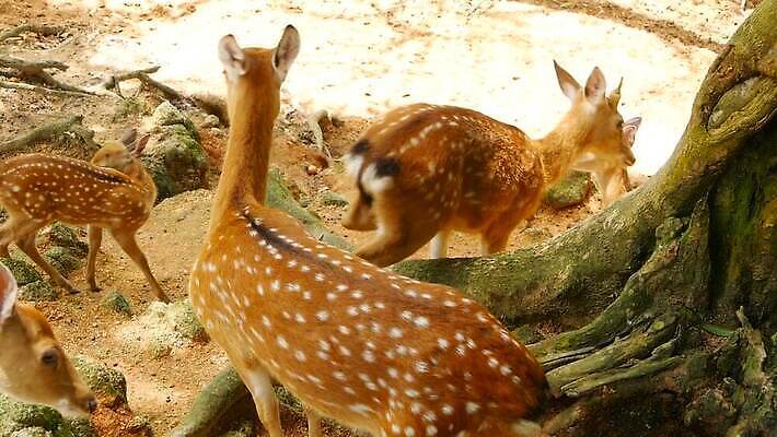 동물 공원 여자 남자 아시아 야생동물 밭 포유류 자연 초식동물 털 뿔 사람없음 야외 태양 갈색 머리 침묵 봄 흰색 아기 점 황무지 숲 방목 귀 뿌리 서식지 내추럴 동물상 아기사슴 암사슴 전국 MOV 해외동영상 클립영상 자연요소 계절 공공시설 나라 새끼 컬러 농업 사슴 사람 신체부위 조형물 소리 축산업 암컷 생태계 동영상 파일형식