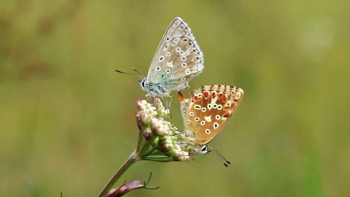 식물 동물 계절 꽃 야생동물 컬러 나비 곤충 패턴 날개 자연 대화 사랑 초원 사람없음 야외 가로 여름 파란색 컬러풀 갈색 맑음 봄 신선 점 우아함 땅 나방 내추럴 MOV 해외동영상 클립영상 감정 컨셉 무늬 날씨 말하기 생태계 동영상 파일형식