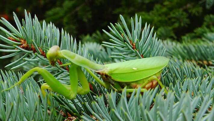동물 1 유럽 야생동물 곤충 백그라운드 절지류 자연 무척추동물 안테나 사람없음 초록색 기도 벌레 생물학 육식동물 사냥꾼 내추럴 동물상 포식 4K MP4 해외동영상 클립영상 직업 교육 나라 컬러 통신 조형물 생태계 동영상 파일형식