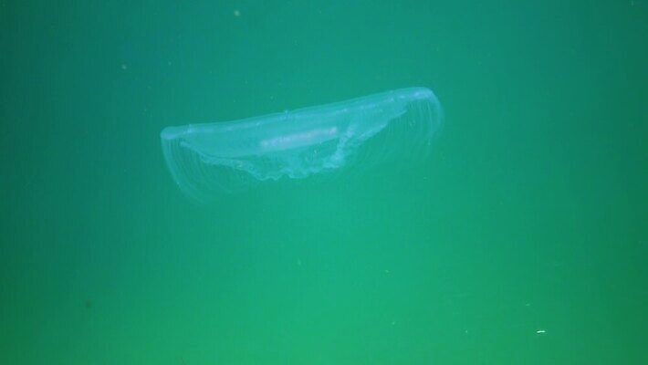 동물 야생동물 바다 포유류 자연 무척추동물 사람없음 물 환경 바닷속 수중 수영 지중해 생태계 생물학 수족관 젤리 해파리 해마 동물상 생태학 4K 저서생물 MP4 해외동영상 클립영상 자연요소 교육 디저트 생물 조형물 바다동물 수상스포츠 자포동물 동영상 파일형식