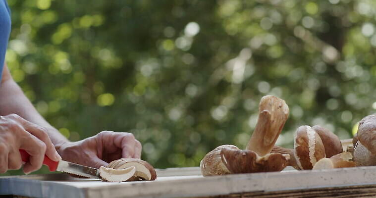 손 여자 음식 사람없음 버섯 신선 그룹 칼 작음 큼 왕 자르기 청소 준비 곰팡이 그물버섯 번 페니 많음 4K MOV 해외동영상 클립영상 빵 컨셉 모션 사람 신체부위 동전 크기 동영상 파일형식