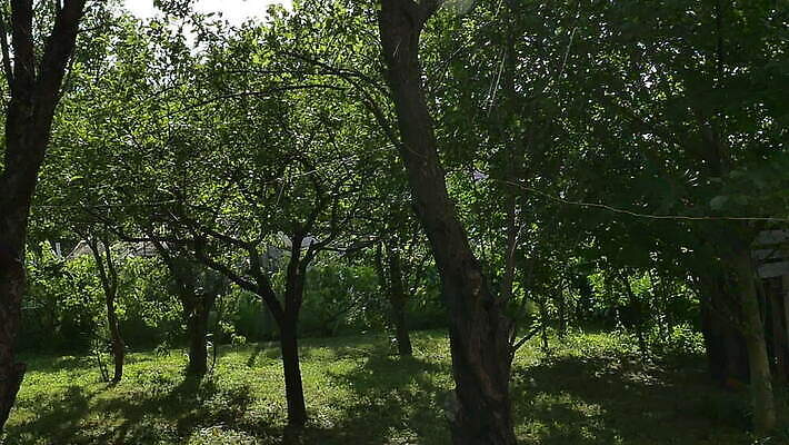 나무 식물 계절 공원 여행 백그라운드 잎 자연 하늘 산 안테나 사람없음 야외 초록색 환경 안개 덮개 숲 열대우림 생태계 내추럴 아마존 MOV 해외동영상 슬로모션 클립영상 공공시설 컬러 통신 날씨 촬영기법 뚜껑 동영상 파일형식