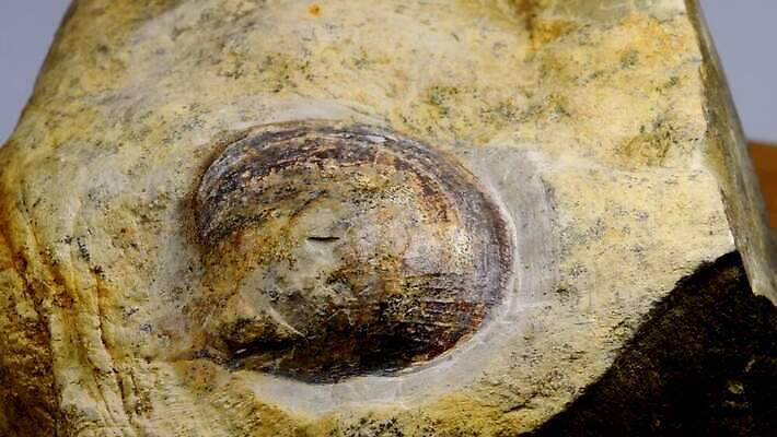 동물 과학 독일 사람없음 회색 껍질 역사 닫기 생물학 화석 옛날 지질학 쥬라기 4K MOV 해외동영상 클립영상 교육 유럽 컬러 모션 동영상 파일형식