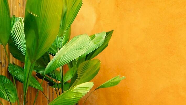 식물 외관 공원 꽃 벽 컬러 백그라운드 컨셉 잎 패턴 오렌지 자연 따뜻함 손바닥 미술 사람없음 장식 초록색 정원 스파 봄 줄무늬 활발 나뭇가지 신선 황금 열대우림 묘사 질감 복고 내추럴 강렬 그런지 엘리먼트 이국적 MOV 해외동영상 클립영상 나무 손 계절 공공시설 무늬 과일 문화예술 숲 생태계 동영상 파일형식