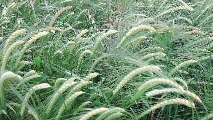 식물 계절 줄기 밭 농업 자연 바람 맥주 옥수수 씨앗 사람없음 초록색 여름 농작물 농장 봄 수확 시골 낟알 땅 밀 유기농 밀짚 내추럴 밭일 호밀 4K MP4 해외동영상 클립영상 자연요소 웰빙 산업 컬러 날씨 곡류 주류 짚 생태계 동영상 파일형식