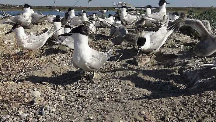 동물 야생동물 바다 날개 자연 갈매기 조류 사람없음 물 세계 흰색 깃털 부리 물새 4K MP4 해외동영상 클립영상 자연요소 컬러 생태계 동영상 파일형식