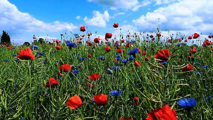 식물 계절 꽃잎 꽃 컬러 백그라운드 잎 꽃무늬 밭 농업 자연 하늘 바람 사람없음 야외 빨간색 초록색 파란색 컬러풀 햇빛 노란색 맑음 봄 벚꽃 시골 신선 개화 허브 흔들림 양귀비 수레국화 4K MOV 해외동영상 클립영상 자연요소 산업 무늬 모션 날씨 태양 생태계 동영상 파일형식