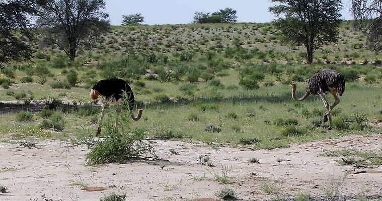 동물 공원 야생동물 모래 백그라운드 아프리카 자연 조류 사람없음 야외 초록색 달리기 봄 사막 황무지 보호 사파리 타조 남쪽 내추럴 2018년 가젤 나미비아 남아프리카 동물상 보츠와나 전국 칼라하리 4K MOV 해외동영상 클립영상 계절 공공시설 나라 컬러 컨셉 모션 조형물 연도 방향 생태계 동영상 파일형식