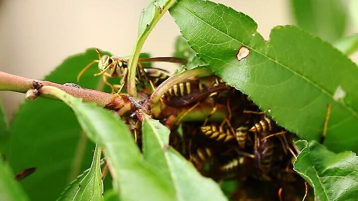 나무 식물 동물 종이 야생동물 곤충 잎 사람없음 황무지 닫기 해충 둥지 말벌 복숭아 식민지 MOV 해외동영상 클립영상 과일 모션 벌레 벌_곤충 동영상 파일형식