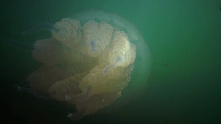 동물 야생동물 바다 자연 생물 무척추동물 통 사람없음 환경 바닷속 수중 지중해 생태계 생물학 젤리 해파리 생태학 소금물 4K 수중영상 MP4 해외동영상 클립영상 교육 디저트 자포동물 동영상 파일형식