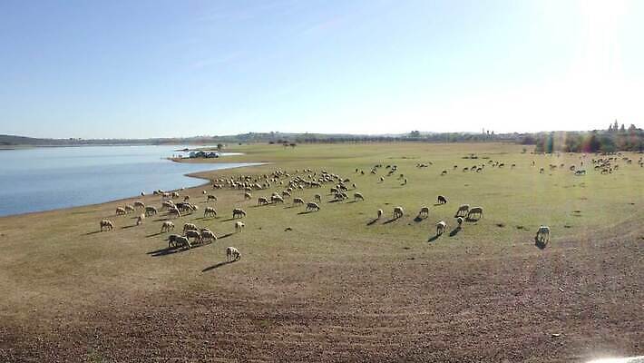 동물 유럽 호수 여행 백그라운드 밭 농업 포유류 자연 안테나 풍경 초원 사람없음 야외 초록색 여름 농장 농경지 환경 가축 봄 흰색 시골 양 그룹 양치기 군중 정상 방목 댐 땅 포르투갈 양고기 내추럴 양모 항공촬영 드론 밭일 찰과상 4K MOV 해외동영상 클립영상 직업 계절 공공시설 나라 산업 뷰포인트 컬러 통신 육류 사람 직물 축산업 상처 생태계 동영상 파일형식