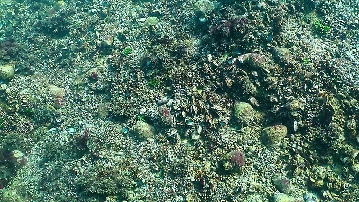 식물 동물 야생동물 바다 자연 무척추동물 사람없음 물 세계 환경 바닷속 수중 생태계 생물학 생태학 소금물 침범 해병대 4K 수중영상 MP4 해외동영상 클립영상 자연요소 교육 군대 동영상 파일형식