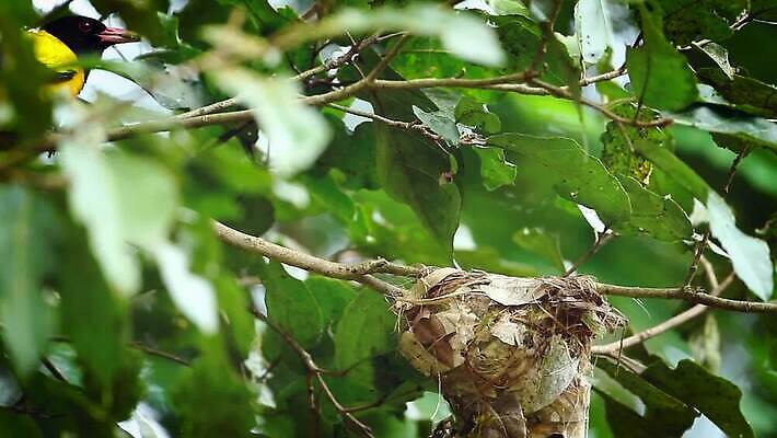 동물 아시아 야생동물 잎 자연 조류 국립공원 사람없음 노란색 황무지 둥지 보호 먹기 수유 스리랑카 MOV 해외동영상 클립영상 식물 공원 나라 컬러 컨셉 모션 생태계 동영상 파일형식