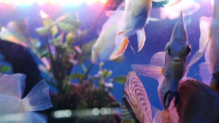 동물 야생동물 백그라운드 학교 태국 자연 어류 동양인 취미 사람없음 물 반려동물 농장 세일 상점 수영 거품 거래 신선 시장 닫기 선택 생태계 방콕 탱크 지느러미 수족관 모음 소매 슈퍼마켓 민물 밭일 분양 소금물 수경재배 이국적 많음 4K MP4 해외동영상 클립영상 자연요소 교육 아시아 컨셉 농업 모션 부동산 인종 한글 수중동물 수상스포츠 동영상 파일형식