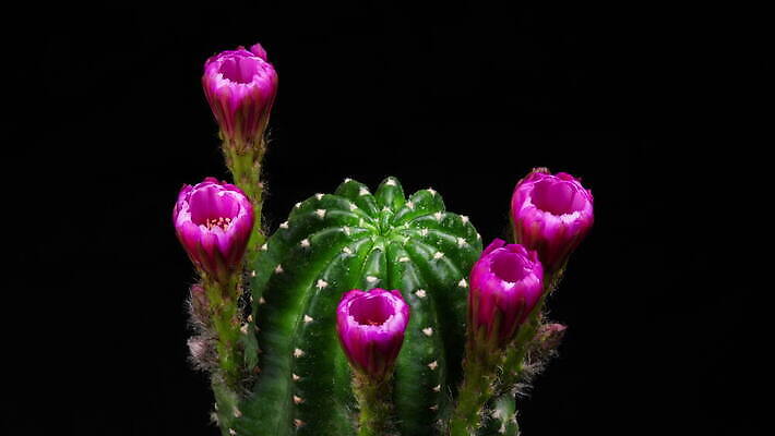 식물 계절 꽃잎 꽃 컬러 꽃다발 꽃무늬 모션 자연 선인장 사람없음 장식 가로 컬러풀 봄 펼침 낭만 성장 신선 오픈 개화 변화 속도 원예 동영상 생존 4K 타임랩스 MOV 해외동영상 클립영상 컨셉 무늬 촬영기법 취미 생태계 파일형식