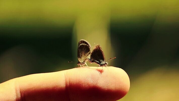 계절 야생동물 나비 곤충 자연 함께함 사람없음 야외 믿음 환경 봄 터치 짝짓기 내추럴 동물상 생태학 취급주의 MP4 해외동영상 클립영상 동물 교육 감정 컨셉 경고 조형물 생태계 동영상 파일형식