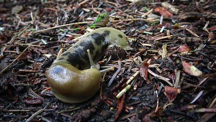 동물 공원 야생동물 올림픽 자연 사람없음 갈색 노란색 미국 숲 큼 열대우림 태평양 기어가기 민달팽이 워싱턴 전국 끈적임 4K MP4 해외동영상 클립영상 공공시설 스포츠 바다 컬러 북아메리카 모션 크기 생태계 동영상 파일형식 달팽이_동물