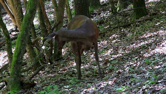 나무 동물 계절 공원 남자 유럽 야생동물 잎 포유류 자연 사슴 생물 뿔 사람없음 야외 목재 빨간색 초록색 갈색 머리 달러 힘 봄 시골 황무지 숲 사냥 사냥꾼 헝가리 내추럴 동물상 삼림지대 반추동물 4K MP4 해외동영상 클립영상 식물 직업 공공시설 나라 컬러 돈 재료 사람 신체부위 조형물 생태계 동영상 동유럽 파일형식