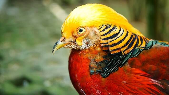 동물 남자 야생동물 컬러 백그라운드 패턴 날개 오렌지 자연 조류 사람없음 장식 빨간색 파란색 컬러풀 뷰티 농장 갈색 노란색 머리 유행 중국 흰색 황금 닫기 깃털 질감 꼬리 꿩 수탉 내추럴 봉황 이국적 MOV 해외동영상 클립영상 아시아 무늬 농업 과일 모션 사람 신체부위 닭 수컷 생태계 동영상 파일형식