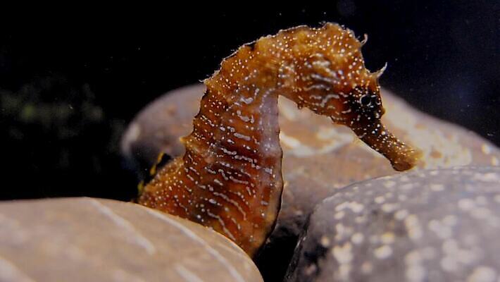 식물 동물 야생동물 바다 포유류 자연 낚시 무척추동물 어류 풍경 사람없음 물 환경 바닷속 수중 수중동물 지중해 생태계 생물학 낚시꾼 수족관 동물상 생태학 소금물 우크라이나 4K 수중영상 저서생물 MP4 해외동영상 클립영상 자연요소 교육 유럽 레저 생물 조형물 동영상 파일형식