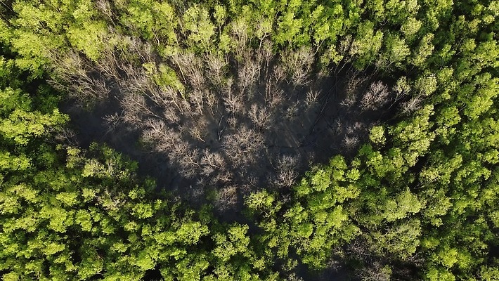 나무 식물 계절 백그라운드 단풍 농업 자연 날씨 건조 사람없음 야외 초록색 물 파란색 환경 봄 나뭇가지 시골 숲 환경보전 가뭄 내추럴 생태학 조감도 4K MOV 해외동영상 클립영상 자연요소 교육 산업 컬러 잎 사회이슈 생태계 동영상 파일형식