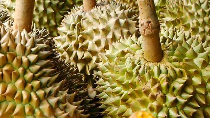 전통 계절 아시아 음식 컬러 백그라운드 농업 과일 태국 자연 디저트 건강 씨앗 동양인 사람없음 야외 초록색 갈색 노란색 쌓기 흰색 신선 가시 시장 달콤 맛 왕 먹기 크림 날것 냄새 지역 내추럴 싱가폴 가죽끈 고립 숙성 이국적 맛있는 MOV 해외동영상 클립영상 식물 나라 산업 컨셉 모션 인종 끈 가죽 생태계 동영상 파일형식