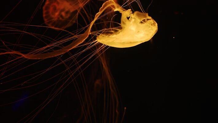 경사 사람없음 컬러풀 우주 수중 다양 흐름 에너지 생물학 역동적 네온 수족관 공상 형광등 해파리 광 리듬 무한 이국적 자외선 지속성 최면 반복 4K MP4 해외동영상 클립영상 교육 컬러 다수 컨셉 전등 자포동물 동영상 파일형식