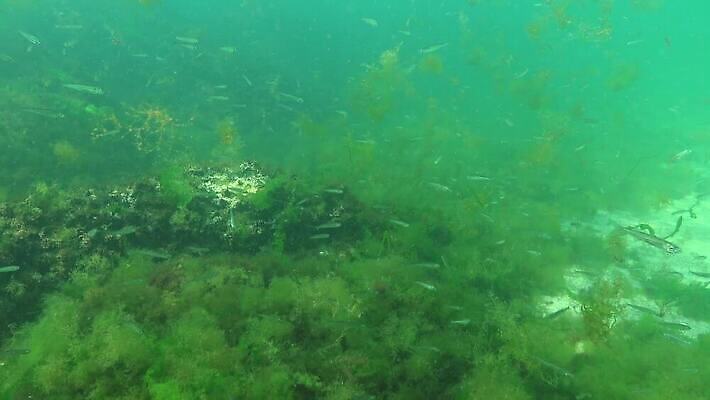 식물 동물 야생동물 바다 포유류 자연 낚시 무척추동물 어류 사람없음 환경 바닷속 수중 수중동물 생태계 생물학 동물상 생태학 소금물 4K 수중영상 MP4 해외동영상 클립영상 교육 레저 조형물 동영상 파일형식