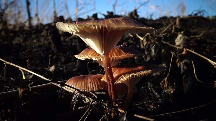 나무 식물 백그라운드 자연 사람없음 목재 갈색 버섯 흰색 정상 숲 유기농 내추럴 고립 곰팡이 그물버섯 번 식용 채식주의자 페니 4K MP4 해외동영상 클립영상 웰빙 빵 컬러 재료 동전 생태계 채식 동영상 파일형식
