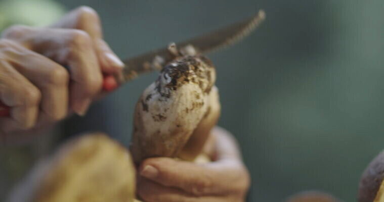 손 음식 버섯 신선 그룹 칼 작음 큼 왕 청소 준비 먼지 곰팡이 그물버섯 번 페니 많음 4K MOV 해외동영상 클립영상 빵 컨셉 신체부위 동전 크기 동영상 파일형식